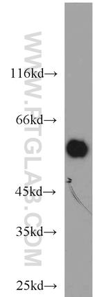 PHACS Antibody in Western Blot (WB)