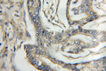 PTPMT1 Antibody in Immunohistochemistry (Paraffin) (IHC (P))