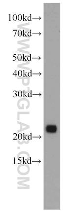 PTPMT1 Antibody in Western Blot (WB)