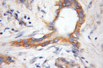 COX11 Antibody in Immunohistochemistry (Paraffin) (IHC (P))