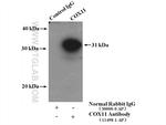 COX11 Antibody in Immunoprecipitation (IP)