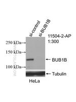 BubR1 Antibody in Western Blot (WB)