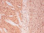 Cav3.2 Ca+2 Channel Antibody in Immunohistochemistry (Frozen) (IHC (F))