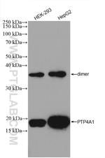 PTP4A1/PRL1 Antibody in Western Blot (WB)