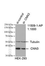 CNN3 Antibody in Western Blot (WB)