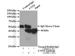 CNN3 Antibody in Immunoprecipitation (IP)