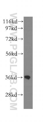 CNN3 Antibody in Western Blot (WB)