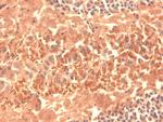 HCN4 Cyclic nucleotide-gated Channel Antibody in Immunohistochemistry (Frozen) (IHC (F))