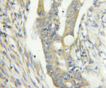 YME1L1 Antibody in Immunohistochemistry (Paraffin) (IHC (P))