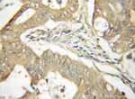 YME1L1 Antibody in Immunohistochemistry (Paraffin) (IHC (P))