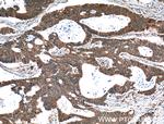 YME1L1 Antibody in Immunohistochemistry (Paraffin) (IHC (P))