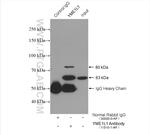 YME1L1 Antibody in Immunoprecipitation (IP)