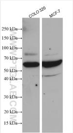 YME1L1 Antibody in Western Blot (WB)