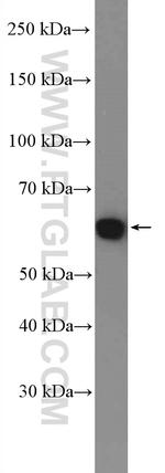 YME1L1 Antibody in Western Blot (WB)