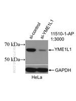 YME1L1 Antibody in Western Blot (WB)