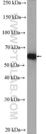 YME1L1 Antibody in Western Blot (WB)