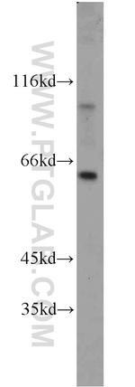 YME1L1 Antibody in Western Blot (WB)