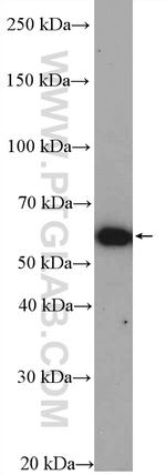 YME1L1 Antibody in Western Blot (WB)