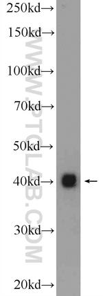 PUS1 Antibody in Western Blot (WB)