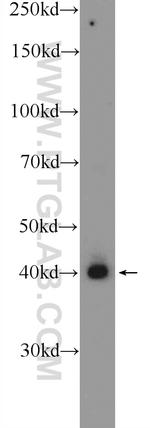 PUS1 Antibody in Western Blot (WB)