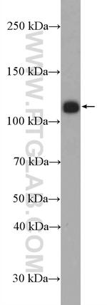 PHF15 Antibody in Western Blot (WB)