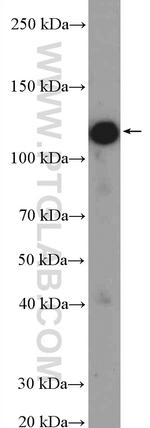 PHF15 Antibody in Western Blot (WB)