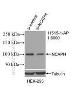 NCAPH Antibody in Western Blot (WB)