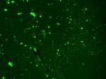 Nav1.7 Na+ Channel Antibody in Immunohistochemistry (Paraffin) (IHC (P))