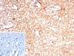 Creatine Phosphokinase-BB (CK-BB) Antibody in Immunohistochemistry (Paraffin) (IHC (P))