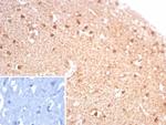 Creatine Phosphokinase-BB (CK-BB) Antibody in Immunohistochemistry (Paraffin) (IHC (P))