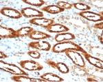 Creatine Phosphokinase-BB (CK-BB) Antibody in Immunohistochemistry (Paraffin) (IHC (P))