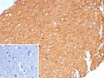 Creatine Phosphokinase-BB (CK-BB) Antibody in Immunohistochemistry (Paraffin) (IHC (P))