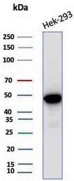 Creatine Phosphokinase-BB (CK-BB) Antibody in Western Blot (WB)