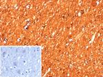 Creatine Phosphokinase-BB (CK-BB) Antibody in Immunohistochemistry (Paraffin) (IHC (P))