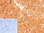 Creatine Phosphokinase-BB (CK-BB) Antibody in Immunohistochemistry (Paraffin) (IHC (P))