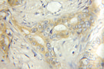 ECM1 Antibody in Immunohistochemistry (Paraffin) (IHC (P))