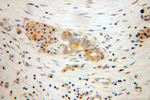 ECM1 Antibody in Immunohistochemistry (Paraffin) (IHC (P))