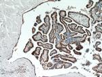 ECM1 Antibody in Immunohistochemistry (Paraffin) (IHC (P))