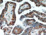 ECM1 Antibody in Immunohistochemistry (Paraffin) (IHC (P))