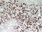 ECM1 Antibody in Immunohistochemistry (Paraffin) (IHC (P))