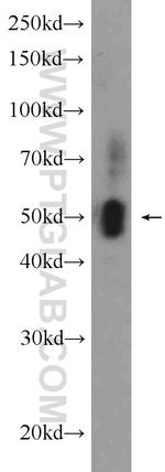 ECM1 Antibody in Western Blot (WB)