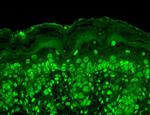 Cav beta Ca+2 Channel Antibody in Immunohistochemistry (Paraffin) (IHC (P))