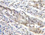 MEPCE Antibody in Immunohistochemistry (Paraffin) (IHC (P))