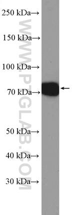 MEPCE Antibody in Western Blot (WB)