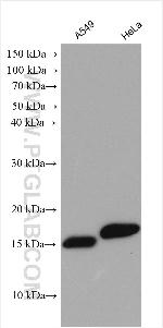 SRP14 Antibody in Western Blot (WB)