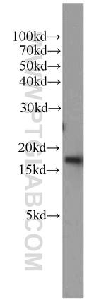 SRP14 Antibody in Western Blot (WB)