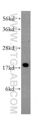 SRP14 Antibody in Western Blot (WB)