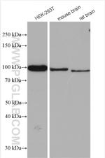 ASCC2 Antibody in Western Blot (WB)