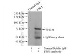 FBF1 Antibody in Immunoprecipitation (IP)