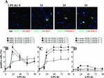 MHC Class II (I-A/I-E) Antibody